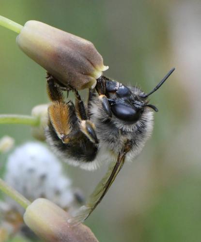 Anthophora sp.